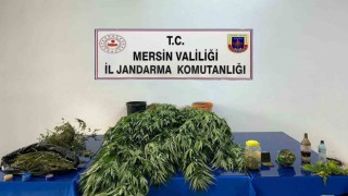 Mersinde 5 kilo 620 gram esrar ile 578 kök Hint keneviri ele geçirildi