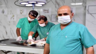 Mersinde kontrolsüz üremenin önüne geçmek için sokak hayvanları kısırlaştırılıyor