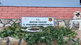 Mersinde uyuşturucu operasyonu: 2 gözaltı