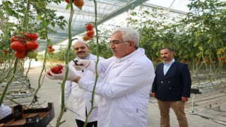 Milletvekili Özden domates hasadı
