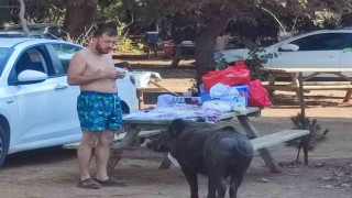Milli parkta tatilciler domuzları elleriyle besliyor
