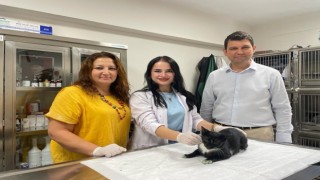 Minik Patiler Kliniğinde bugüne kadar bin kedi kısırlaştırıldı