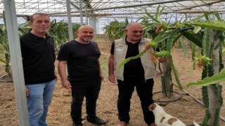 Mudanyada ejder meyvesi yetiştirdi