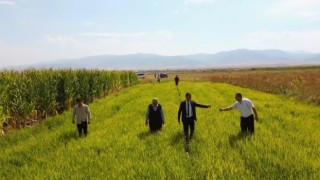 Muşta ilk defa deneme amaçlı ekilen pirincin hasadı öncesi son bakımı yapıldı
