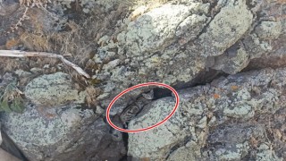 Nadir Görülen Yaban Kedisi Patnosta İlk Kez Görüntülendi