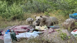Nemrutta ayılar piknikçilerin sofrasına oturdu