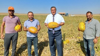 "Niğde'de kavun üreticileri mağdur oldu"