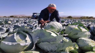 Niğdede lahana hasadı yüz güldürüyor