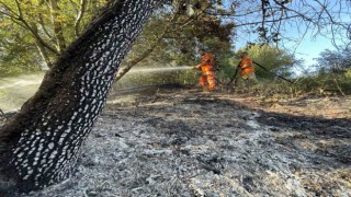 Ormanda çıkan yangın 4 dönüm yeri kül etti