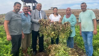 Osmaniye'de yerfıstığı hasadı başladı