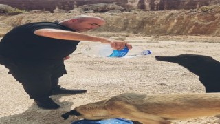 Otomobilindeki 5 litre suyu köpeklere elleriyle içirdi, duygusal anlar yaşandı
