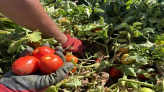 (ÖZEL) Domatese yağışlar yaradı sıcaklar ise yaktı