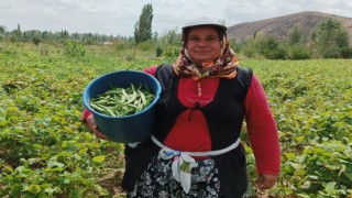 (ÖZEL) Şuhutta hasadı yapılan fasulye fiyatıyla üreticisinin yüzünü güldürdü