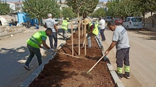 Refüj ve kavşakların bakım, onarım çalışmalarına devam ediyor