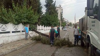 Sağanak yağışa dayanamayan ağaç devrildi