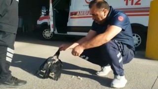 Sağlık çalışanının elleriyle beslediği karga yanından ayrılmıyor