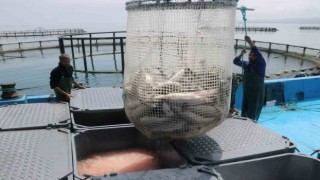 Samsunda kültür balığında hedef 14 bin ton