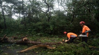 Saola Tayfununun etkisiyle yere düşüp sürüklendi