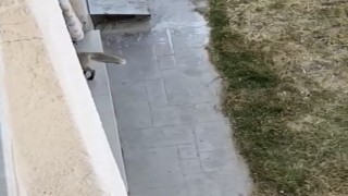 Şehir merkezine inen tilki eve girdi