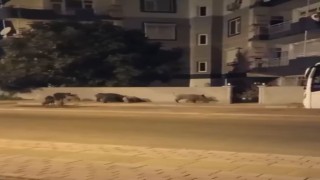 Şehre inip evlerin kapısına dayanan domuz sürüsü, site sakinlerini dışarıda mahsur bıraktı