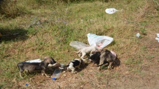 Sinop Mertoğlu köyünde başıboş köpek sorunu