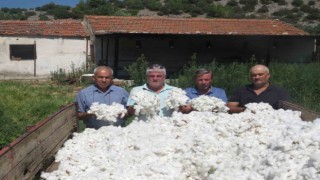 Söke Ziraat Odası pamukta fiyat beklentisini açıkladı