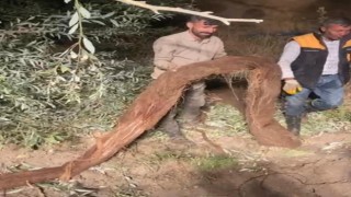 Su borusundan çıkan ağaç köklerini yılan zannettiler