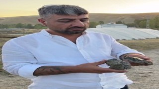 Tarlada buldukları taşın göktaşı olduğunu düşünüyorlar