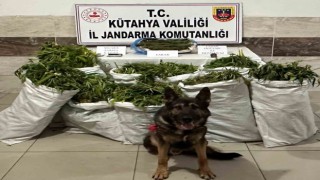 Tavşanlıda evinde yüklü miktarda kubar esrar maddesi bulunan şüpheli tutukladı