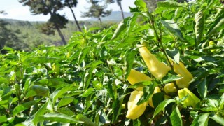 Tescilli Kale biberinde hasat devam ediyor