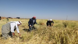 Tescilli Karacadağ pirincinin hasadına başlandı