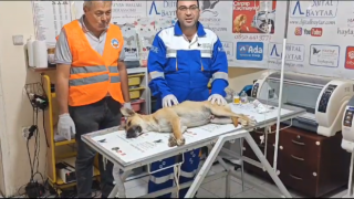 Toprakkale belediyesi sokak hayvanları bakım hizmeti takdir topluyor