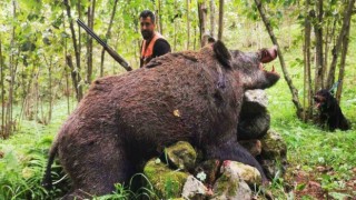 Trabzonlu avcılar 300 kiloluk domuz avladı