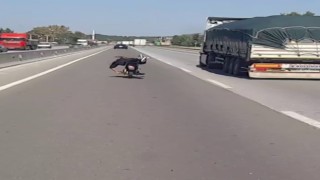 Trafik magandasının tehlikeli motosiklet yolcuğu kamerada