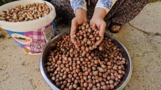 Fasulyenin kentinde fındık yetiştirilmeye başlandı