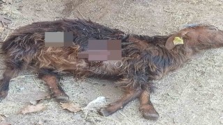 Tuncelide aç kalan ayılar, hayvanlara zarar vermeye başladı
