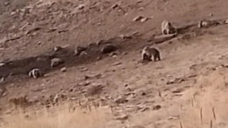 Tuncelide sakatat için ziyaretgaha gelen 4 boz ayı görüntülendi