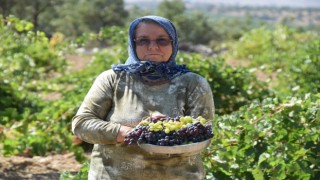 Uşakta bağ bozumu başladı