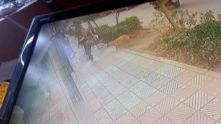 Vatandaşlara saldıran pitbull yakalanarak bakımevine alındı