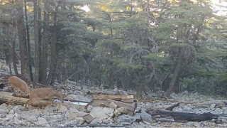 Yaban hayvanlarının su ihtiyacı yalaklarla gideriliyor