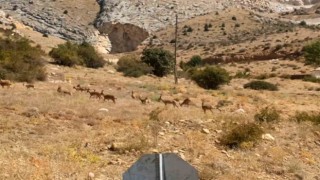 Yaban keçileri Gümüşhanenin doğal güzelliğine renk kattı