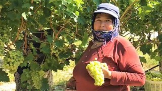 Yağışlar üzüm üreticisini yeni çözümlere yöneltti