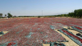 Yüzlerce dönüm arazide kurutulmuş domatesler ihrac ediliyor
