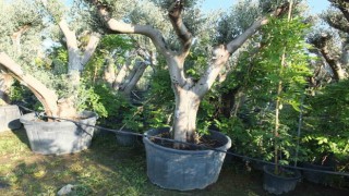 Zeytin ağaçları saksıya girdi