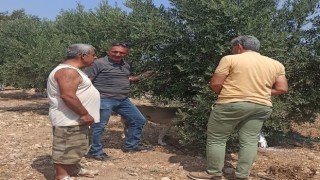 Zeytin sineğine karşı periyodik ilaçlamaya devam edilecek