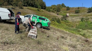 Zonguldakta 125 sülün doğaya salındı