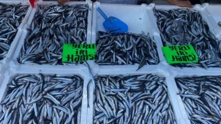 Zonguldakta hamsinin kilosu 80 liradan alıcı buldu