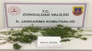 Zonguldakta uyuşturucu operasyonu