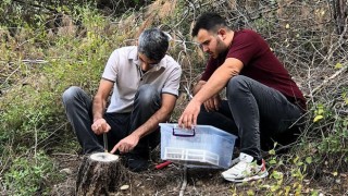 Adana'da Orman Zararlılarıyla Biyolojik Mücadele