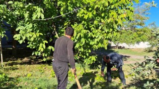 Adilcevaz cevizinin hasadına başlandı